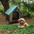 Casa para perros chicos