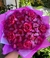 BUQUÊ 30 BORBOLETAS+6 ROSAS ENTERNAS