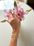Pulseira Riviera Cris Prata - comprar online