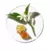 Clinique Aromatics in White Eau de Parfum 100ml Perfume Feminino - Santal