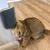 Escova de Parede Para Gato na internet