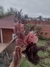 FLORES DE LIENZO