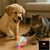 ✨ ¡Combo 2x1 Ideal para tu Mascota: Pelota Inteligente Top + Cepillo a Vapor! ✨ en internet