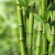 Bambu