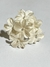 Flor 2007B (6172) en internet