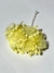 Flor 2398 (6183)