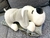 PERRO ECHADO GRIS Y BLANCO CON MANTA en internet