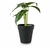 PLANTITA MACETA CEBRA 23 CM