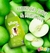 Shampoo Neutro - Maça Verde - Beeps