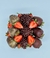 Strawberry Chocolate - Torta de Chocolate Premiun