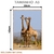 Quadro Decorativo - Girafas