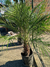 Palmera fenix - vivero plumas verdes