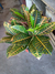 croton - comprar online