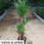 YUCCA 15 LITROS