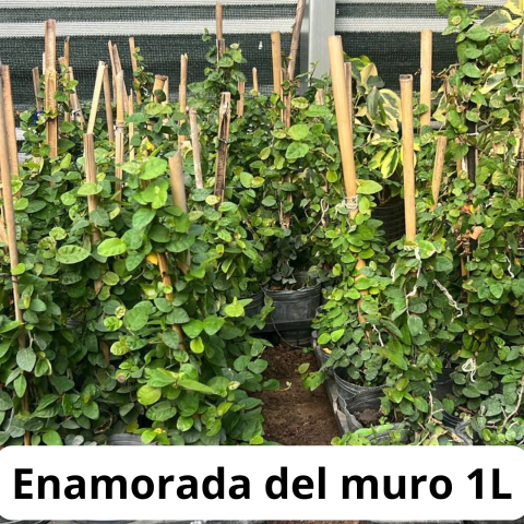 ENAMORADA DEL MURO 1L