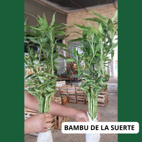 BAMBU DE LA SUERTE