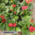 GERBERA M14
