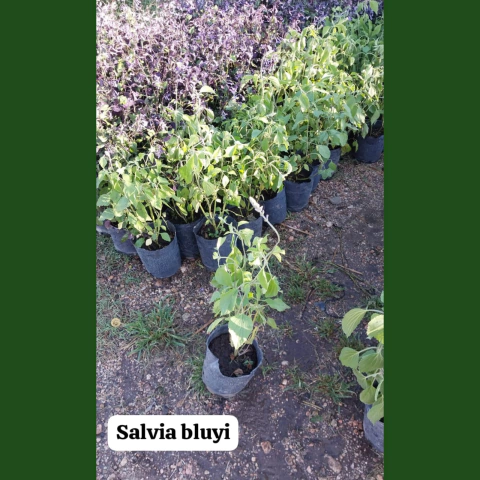 SALVIA BLUYIN