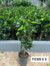 FICUS E3