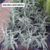 SALVIA LEUCANTA