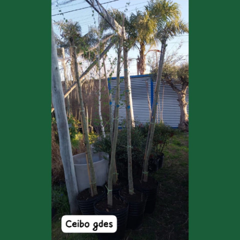 CEIBO GRANDE