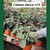 CALATHEA BLANCA M15
