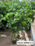 FICUS VERDE E5 - comprar online