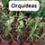 ORQUIDEAS