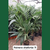 PALMERA SHIFORTIA 7L