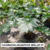ACANTHUS MOLLIS E7