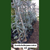 ACACIA BAILEYANA RUBRA