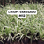 LIRIOPE VARIEGADO