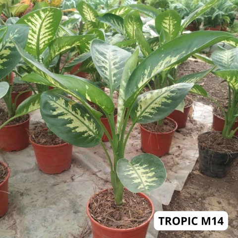 DIFFEMBACHIA TROPIC M14