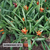 GUSMANIA M13 - comprar online