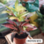 CROTON M15 en internet