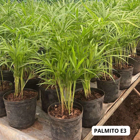PALMITO E3