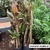 DRACENA RUBRA E7