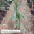 DRACENA MARGINATA 3L