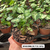 SINGONIUM PIXI M12