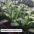DIFEMBACHIA TROPIC M12 - comprar online
