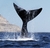 PUERTO MADRYN -OCTUBRE - comprar online