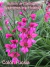 Bulbos Gladiolos Byzantinus X2 - Imp. Holanda