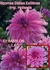 Bulbos De Dalias Decorativas Exóticas X1 Imp. Holanda en internet