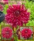 Bulbos De Dalias Decorativas Exóticas X1 Imp. Holanda en internet