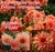 Bulbos De Dahlia Cactus Exoticos X1 - Imp. Holanda - tienda online