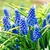 Bulbos de Muscari X3 - Imp Holanda - comprar online