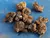 Bulbos Anémona De Caín X3 - Imp. Holanda en internet