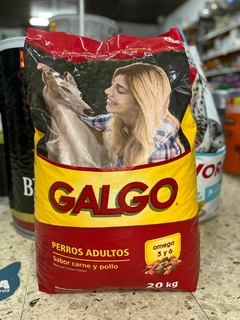 GALGO PERRO ADULTO