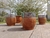 Mate imperial de algarrobo