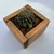 Cajoncito con Cactus en internet